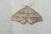 Mesotype parallelolineata